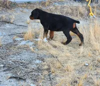 DRAGO, a male Doberman Pinscher for sale in Morongo Valley, CA – Photo 6 of 8
