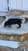 DRAGO, a male Doberman Pinscher for sale in Morongo Valley, CA – Photo 7 of 8