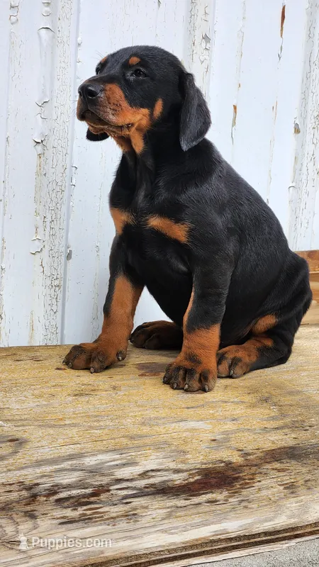 DRAGO – Doberman Pinscher puppy for sale in Morongo Valley, CA
