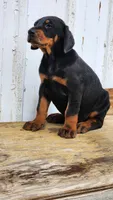 DRAGO, a male Doberman Pinscher for sale in Morongo Valley, CA – Photo 3 of 5