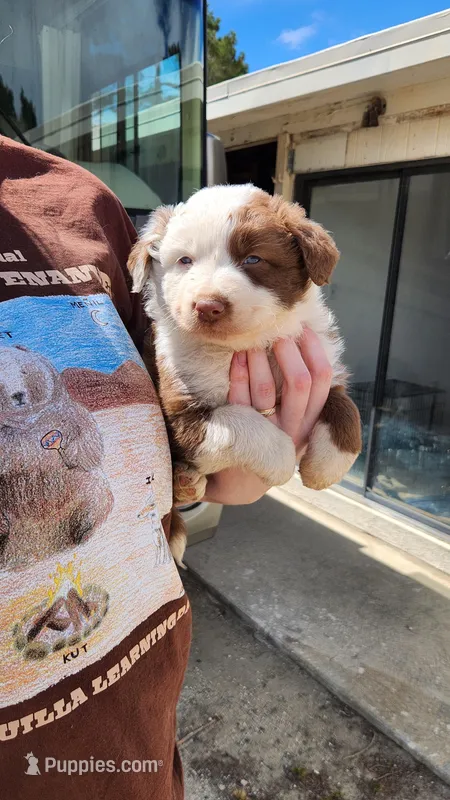 Pirate  – Australian Shepherd puppy for sale in Morongo Valley, CA