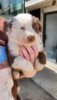 Pirate , a female Australian Shepherd for sale in Morongo Valley, CA – Photo 1 of 4