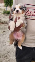 Mary, a female Australian Shepherd for sale in Morongo Valley, CA – 3 of 6