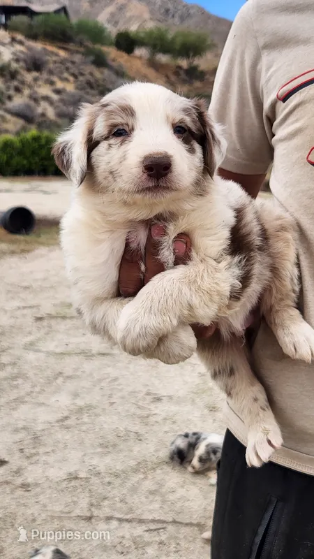Cinnamon  – Australian Shepherd puppy for sale in Morongo Valley, CA