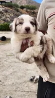 Cinnamon , a male Australian Shepherd for sale in Morongo Valley, CA – 3 of 6