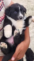Destiny , a female Australian Shepherd for sale in Morongo Valley, CA – 3 of 4