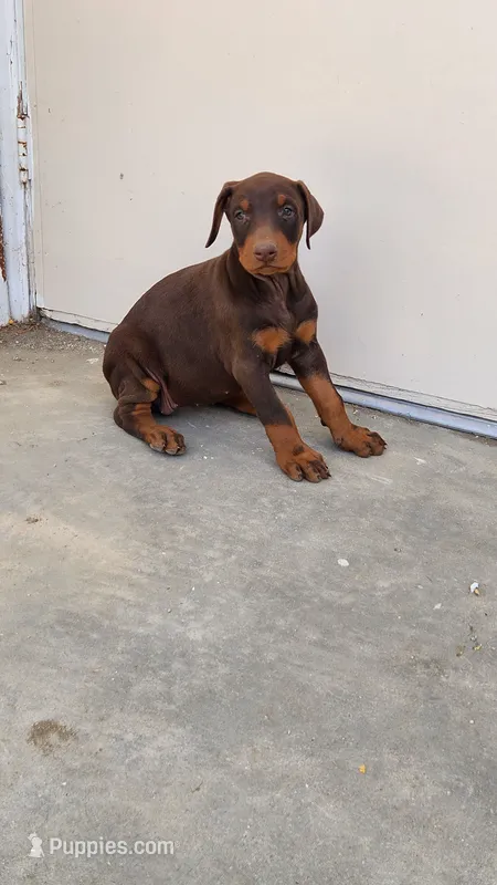 Mary – Doberman Pinscher puppy for sale in Morongo Valley, CA