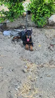 Bella, a female Doberman Pinscher for sale in Morongo Valley, CA – 6 of 9