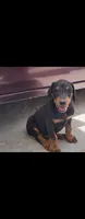 Loyal, a male Doberman Pinscher for sale in Morongo Valley, CA – 3 of 5