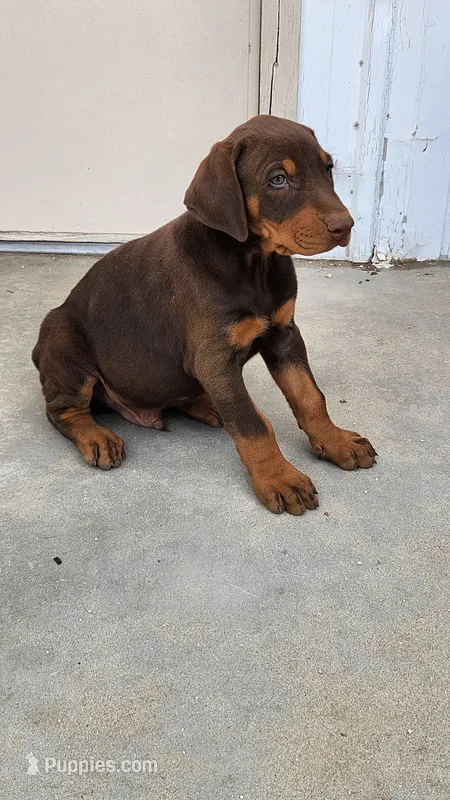 DRAGO – Doberman Pinscher puppy for sale in Morongo Valley, CA
