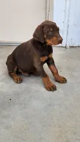 DRAGO, a male Doberman Pinscher for sale in Morongo Valley, CA – 1 of 7