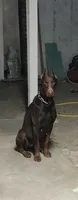Bella, a female Doberman Pinscher for sale in Morongo Valley, CA – 7 of 9