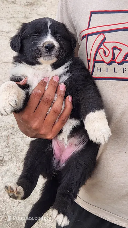 Light  – Australian Shepherd puppy for sale in Morongo Valley, CA