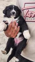 Light , a female Australian Shepherd for sale in Morongo Valley, CA – 1 of 3