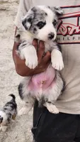 Bear, a male Australian Shepherd for sale in Morongo Valley, CA – 4 of 6
