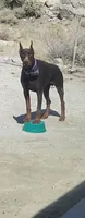 Bella, a female Doberman Pinscher for sale in Morongo Valley, CA – 8 of 9