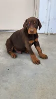 DRAGO, a male Doberman Pinscher for sale in Morongo Valley, CA – 5 of 7