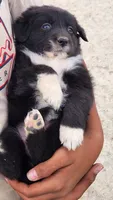 Destiny , a female Australian Shepherd for sale in Morongo Valley, CA – 4 of 4