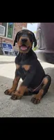 Loyal, a male Doberman Pinscher for sale in Morongo Valley, CA – 5 of 5