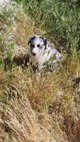 Len , a male Australian Shepherd for sale in Morongo Valley, CA – Photo 5 of 5
