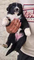 Light , a female Australian Shepherd for sale in Morongo Valley, CA – 3 of 3