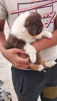 Lucy, a female Australian Shepherd for sale in Morongo Valley, CA – 2 of 5