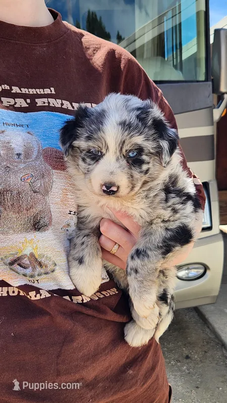 Peb – Australian Shepherd puppy for sale in Morongo Valley, CA