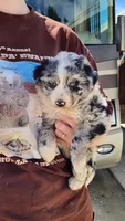 Peb, a female Australian Shepherd for sale in Morongo Valley, CA – Photo 1 of 10