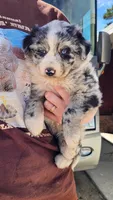 Peb, a female Australian Shepherd for sale in Morongo Valley, CA – Photo 2 of 10