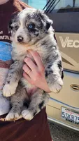 Peb, a female Australian Shepherd for sale in Morongo Valley, CA – Photo 7 of 10