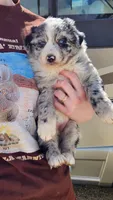 Peb, a female Australian Shepherd for sale in Morongo Valley, CA – Photo 6 of 10