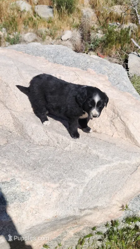 Pantera  – Australian Shepherd puppy for sale in Morongo Valley, CA