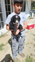 Pantera , a female Australian Shepherd for sale in Morongo Valley, CA – Photo 4 of 5