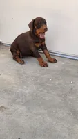 Mary, a female Doberman Pinscher for sale in Morongo Valley, CA – 6 of 9
