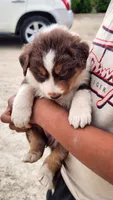 Lucy, a female Australian Shepherd for sale in Morongo Valley, CA – 3 of 5