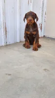 Mary, a female Doberman Pinscher for sale in Morongo Valley, CA – 5 of 9