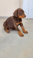 DRAGO, a male Doberman Pinscher for sale in Morongo Valley, CA – 2 of 7