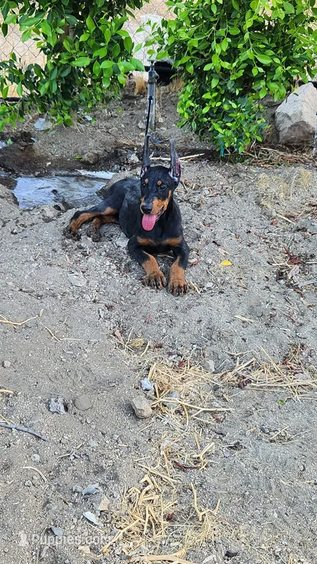 Bella – Doberman Pinscher puppy for sale in Morongo Valley, CA