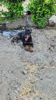 Bella, a female Doberman Pinscher for sale in Morongo Valley, CA – 1 of 9