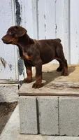Lucy , a female Doberman Pinscher for sale in Morongo Valley, CA – Photo 3 of 7
