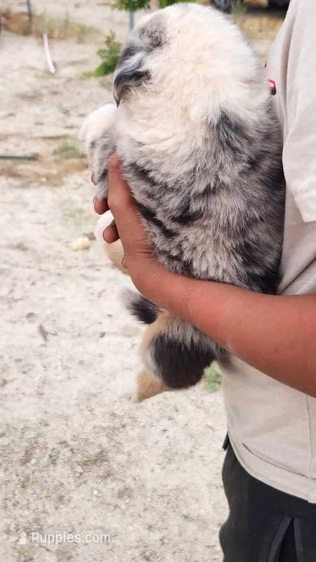Mary – Australian Shepherd puppy for sale in Morongo Valley, CA