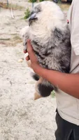 Mary, a female Australian Shepherd for sale in Morongo Valley, CA – 1 of 6