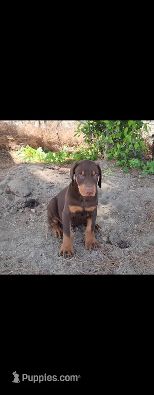 Bella – Doberman Pinscher puppy for sale in Morongo Valley, CA