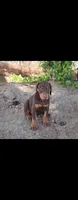 Bella, a female Doberman Pinscher for sale in Morongo Valley, CA – 1 of 4