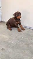 Mary, a female Doberman Pinscher for sale in Morongo Valley, CA – 7 of 9