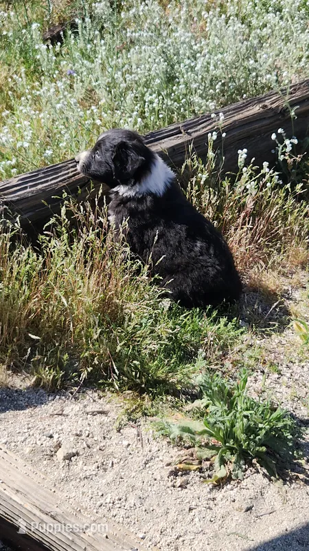Bear – Australian Shepherd puppy for sale in Morongo Valley, CA