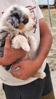 Mary, a female Australian Shepherd for sale in Morongo Valley, CA – 4 of 6