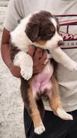 Lucy, a female Australian Shepherd for sale in Morongo Valley, CA – 4 of 5