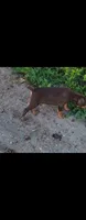 Bella, a female Doberman Pinscher for sale in Morongo Valley, CA – 4 of 4