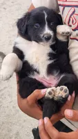 Destiny , a female Australian Shepherd for sale in Morongo Valley, CA – 2 of 4